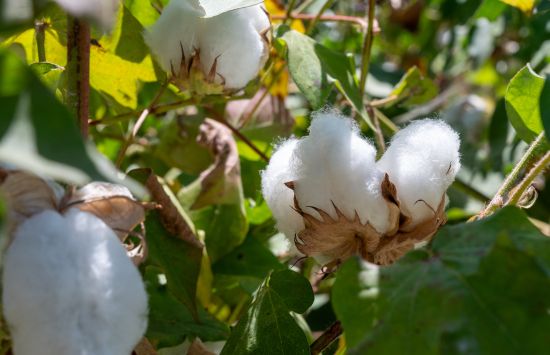A close-up photo of cotton plants.