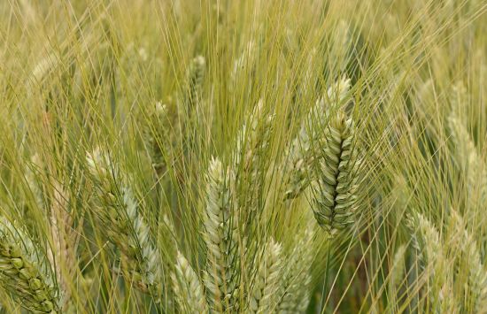 The stalks and heads of wheat plants in a field.