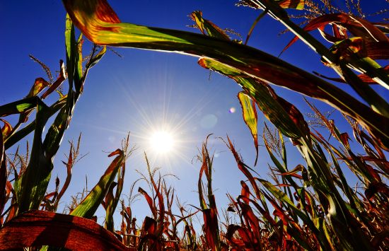 Dry corn stalks growing under a bright sun.