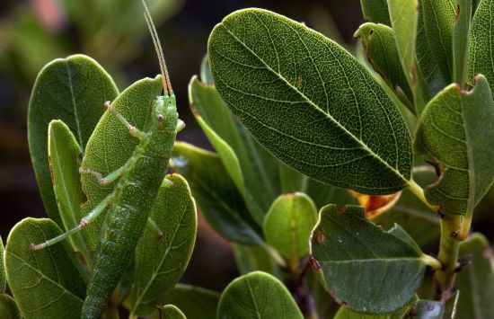 A green stick insect sitting on green leaves.