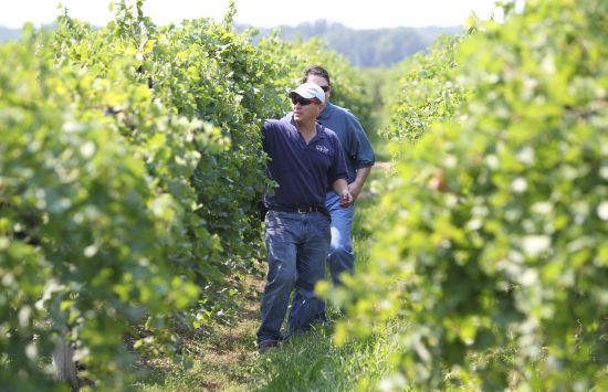 Men walk down a row of vines inspecting the leaves.