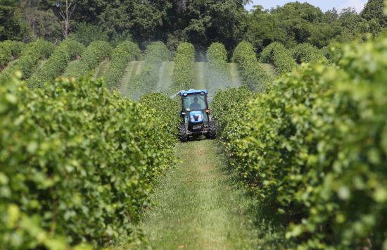 A field vehicle drives through a row of bushes.