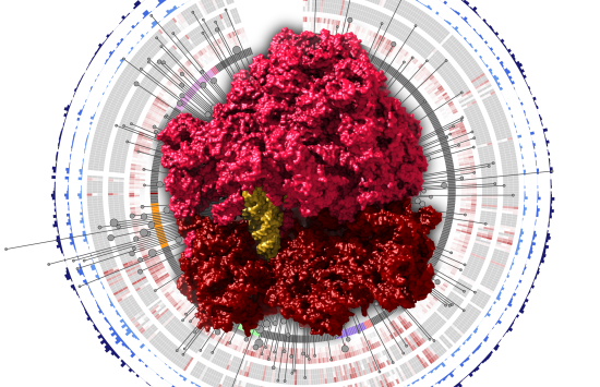 An illustration of red and pink molecules in a large bunch surrounded by a ring of graphs depicting RNA sequences.