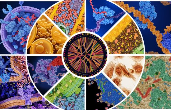 A collage of images of cells, molecules, molecular complexes, and DNA analysis., A collage of images of cells, molecules, and molecular complexes. In the center is an image of DNA analysis.
