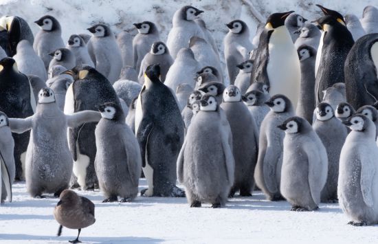 Emperor penguin chicks at the Cape Crozier colony on Ross Island