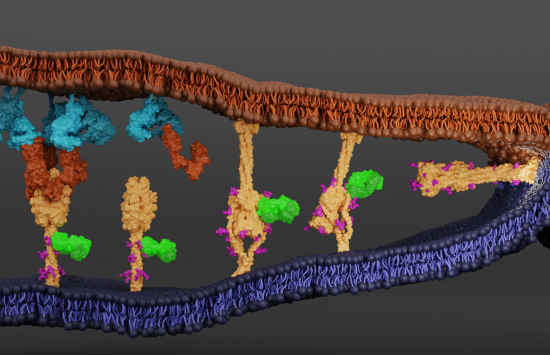 A computer-generated illustration showing cellular activities depicted with different colors.