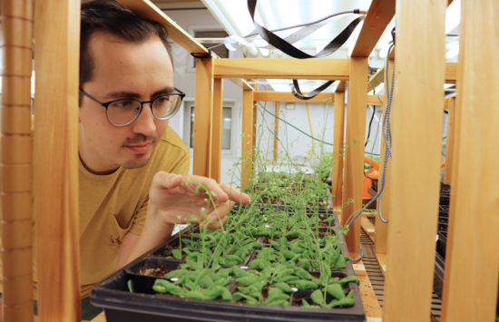 A researcher examines small flowering plants in a laboratory growth chamber.