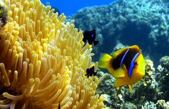 A group of fish in a coral reef near an anemone.