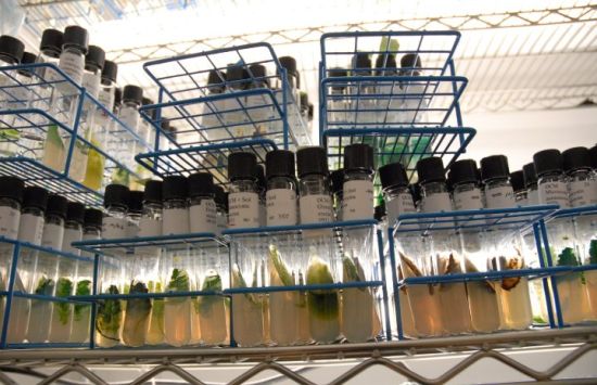 Shelves of laboratory vials in racks.