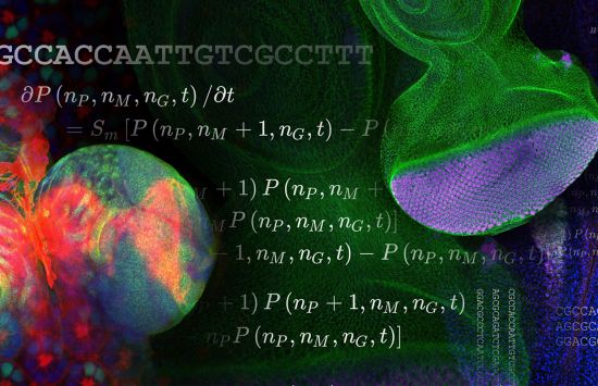A collage of images showing magnified views of organisms including the brain of a fruit fly larva, the cells and structure of a fruit fly eye, and equations describing some of the biological processes involved.