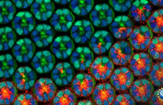 An extreme close-up of the eye of Drosophila melanogaster, the common fruit fly.