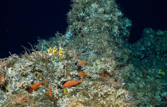 A deep-sea coral reef teeming with corals, sea stars and fish.