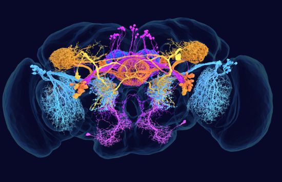 A map of the fruit fly brain