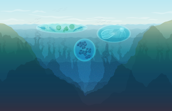 An illustration depicting the layers of the ocean by depth: sunlit, twilight, midnight, abyssal and hadal.