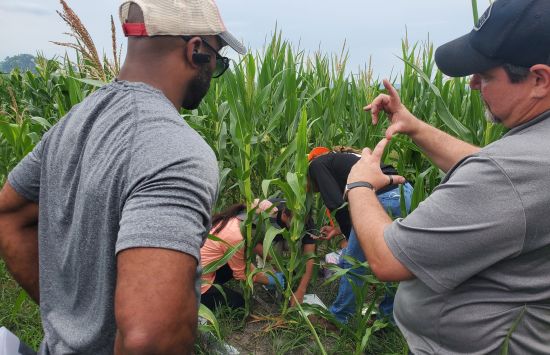 Two researchers having a discussion with others working amongst corn plants in the background.
