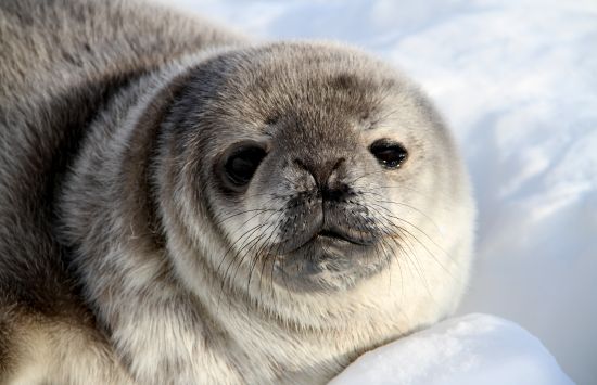 Young Weddell seal in Antarctica