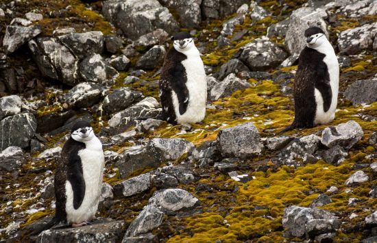 Three chinstrap penguins on Robert Island.