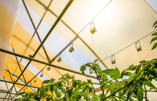 A view of the roof of a greenhouse from down below.