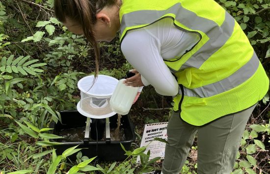 CDC gravid trap to collect adult mosquitoes