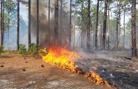 a prescribed burn occurring in a longleaf pine savanna at Ft. Liberty on June 16, 2021 that was in a neighboring burn block to where flytrap populations are located.