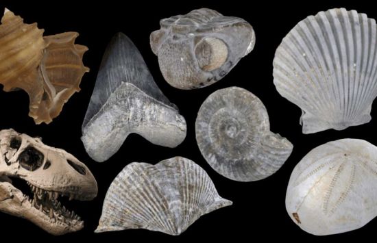 A collection of fossils, including a T-rex skull, a shark tooth and various shells, against a black background.