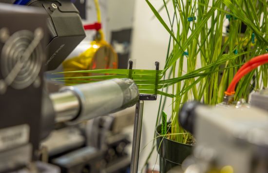 Plants being studied at the Cornell High Energy Synchrotron Source. A set of leaves is placed in front of an x-ray beam.