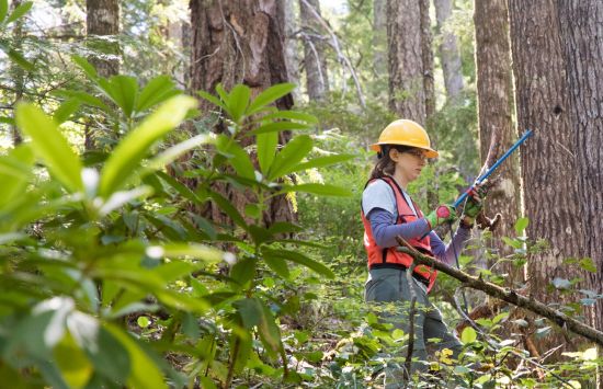 A person with a hard hat examining a tree in the woods.