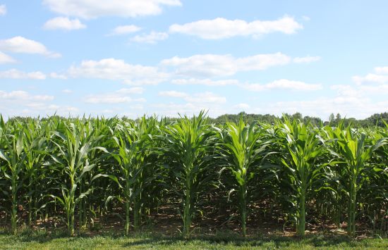 A corn field.