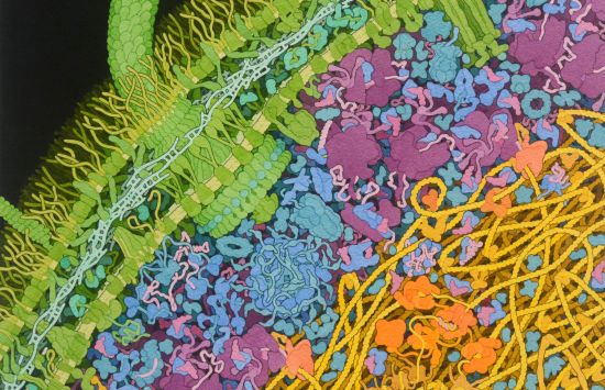 Colorful, stylized illustration of the proteins and other structures cluttering the interior of an E. coli cell.