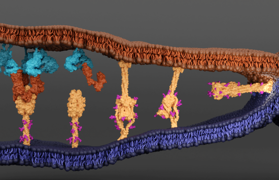 A computer-generated illustration showing cellular activities depicted with different colors.