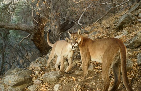 Mountain lions in California