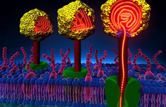Illustration of a virus injecting its genetic material into a cell.