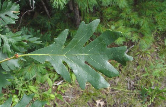 Leaves of the white oak (Quercus alba)