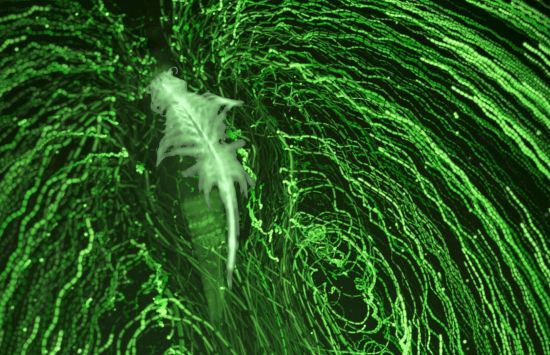 A green silhouette of a shrimp surrounded by green swirling lines on a black background.