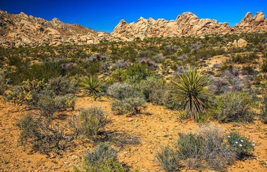 Mojave Desert