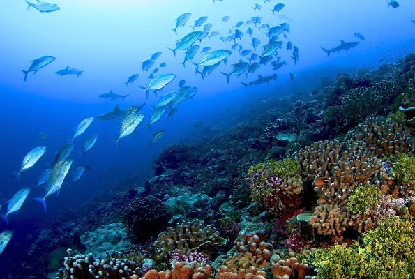 a school of fish swims over a coral reef