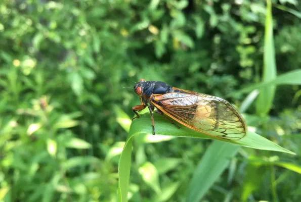 Cicada resting on leaf