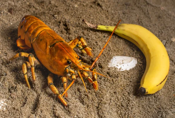 Banana the golden lobster