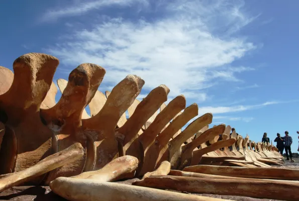 Blue whale backbone against the sky