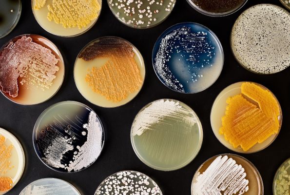 Synthetic biology petri dishes