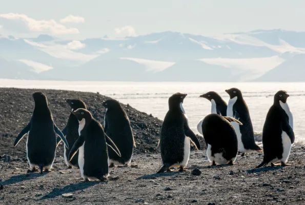 A group of Adélie penguins in Antarctica