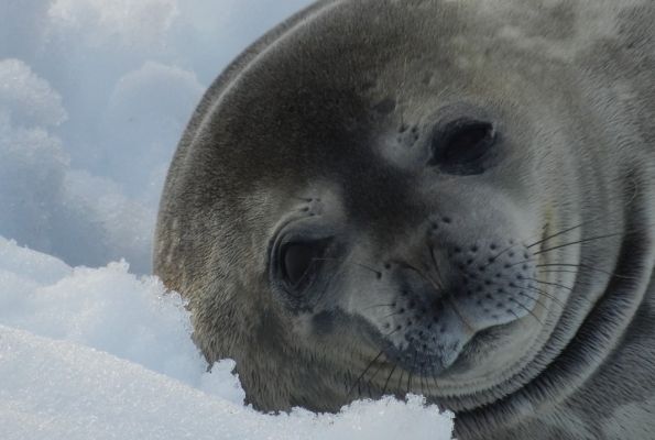A Weddell seal relaxing in Antarctica