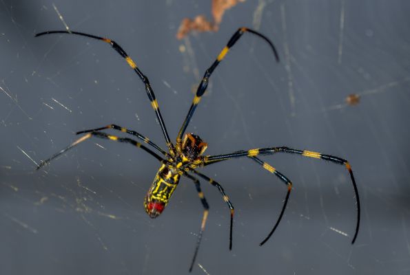 Parachuting spider