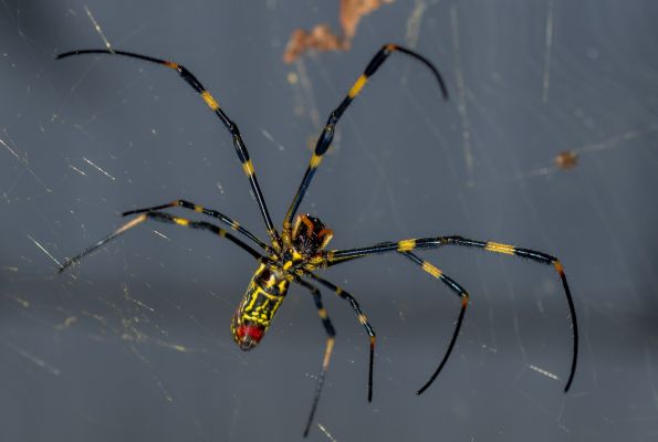 Giant 'parachuting' Joro spiders: 11 facts about these scary critters,  where they are, whether they pose a danger 