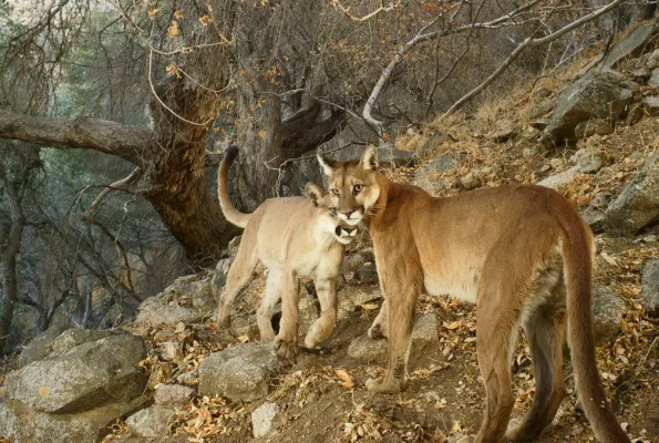 Mountain lions in California