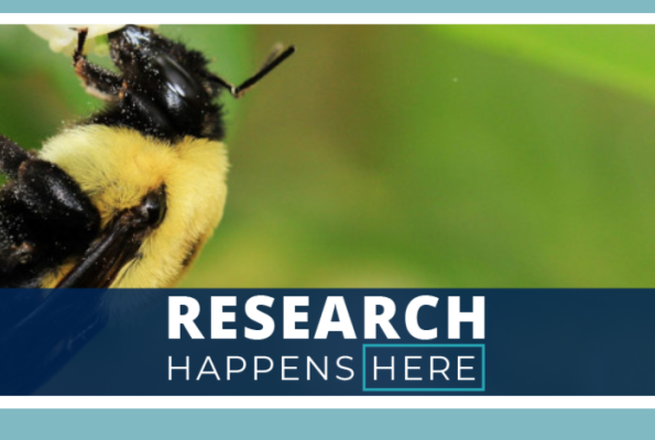 Bee-campaign hero image