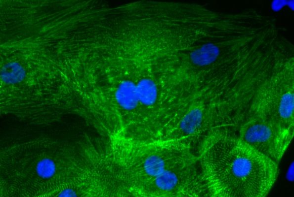 Heart cells derived from stem cells