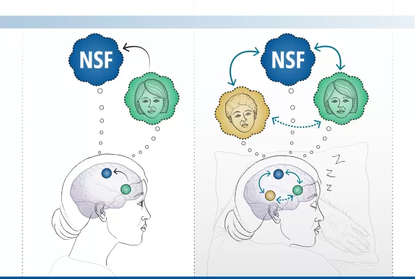 Sleep replay, memory formation, memory association, Science Matters