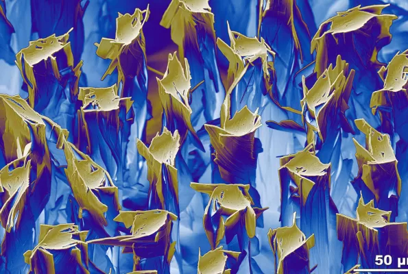 Macroscopic look at special superconducting wire Bi-2212