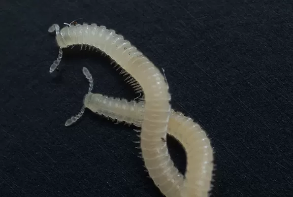 Millipede - Science Matters banner image